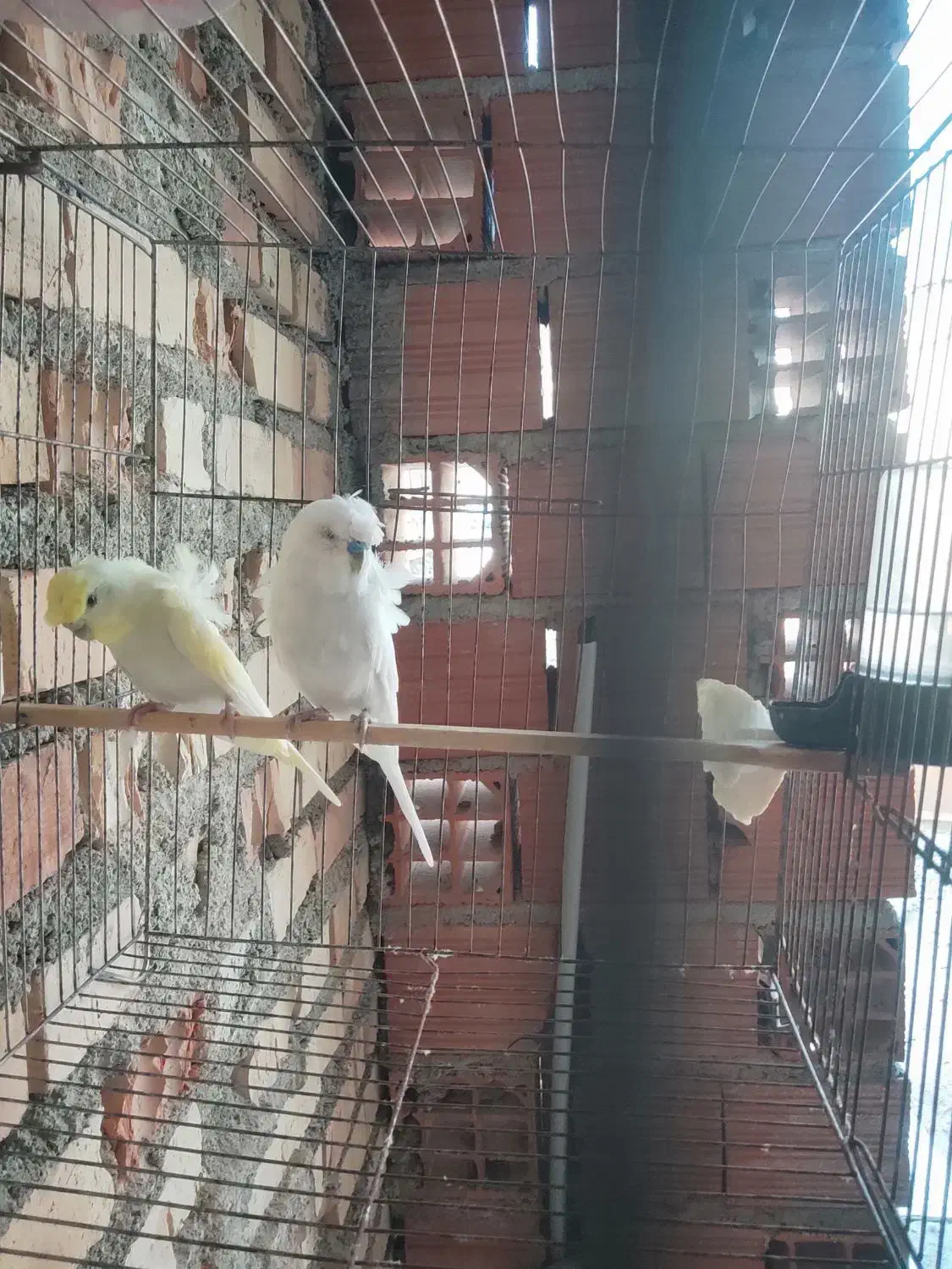 مرغ عشق پروانه ای|پرنده|نوده خاندوز, |دیوار