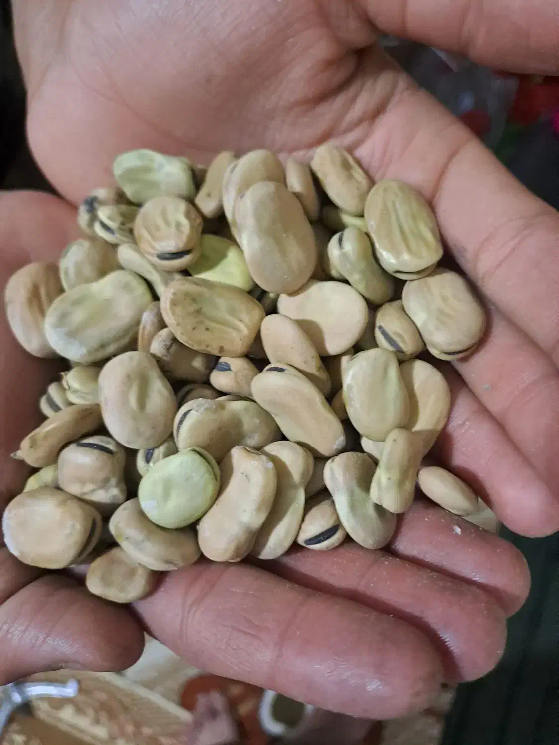 باقلا|گل و گیاه طبیعی|کرمانشاه, |دیوار