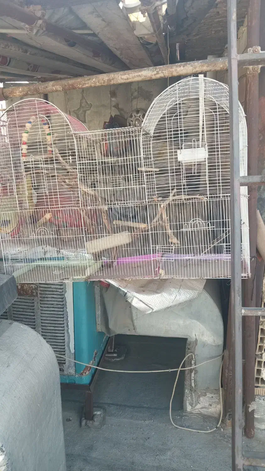 عروس هلندی باقفس|پرنده|کرج, کمال‌شهر|دیوار