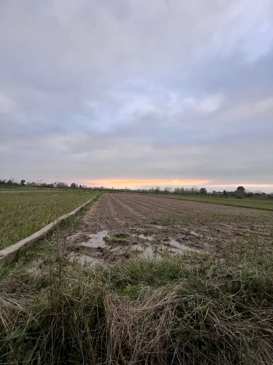 زمین کشاورزی 1500متر|فروش دفتر صنعتی، کشاورزی، تجاری|لشت نشا, |دیوار