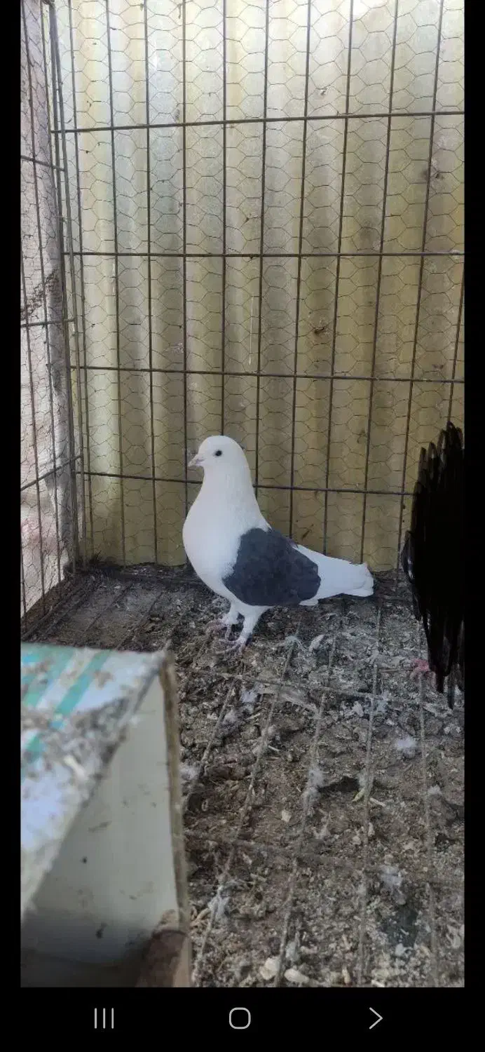 کفتر روکتی و سفید|پرنده|خمینی‌شهر, |دیوار