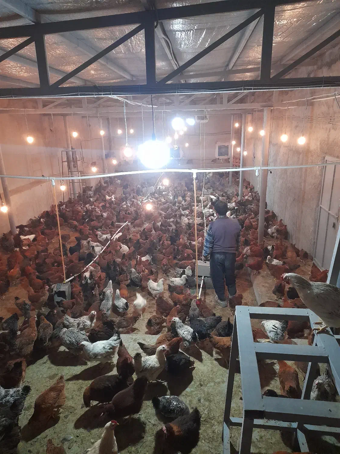 مرغ تخم گذار ۶ ماهه|حیوانات مزرعه|شهرضا, |دیوار