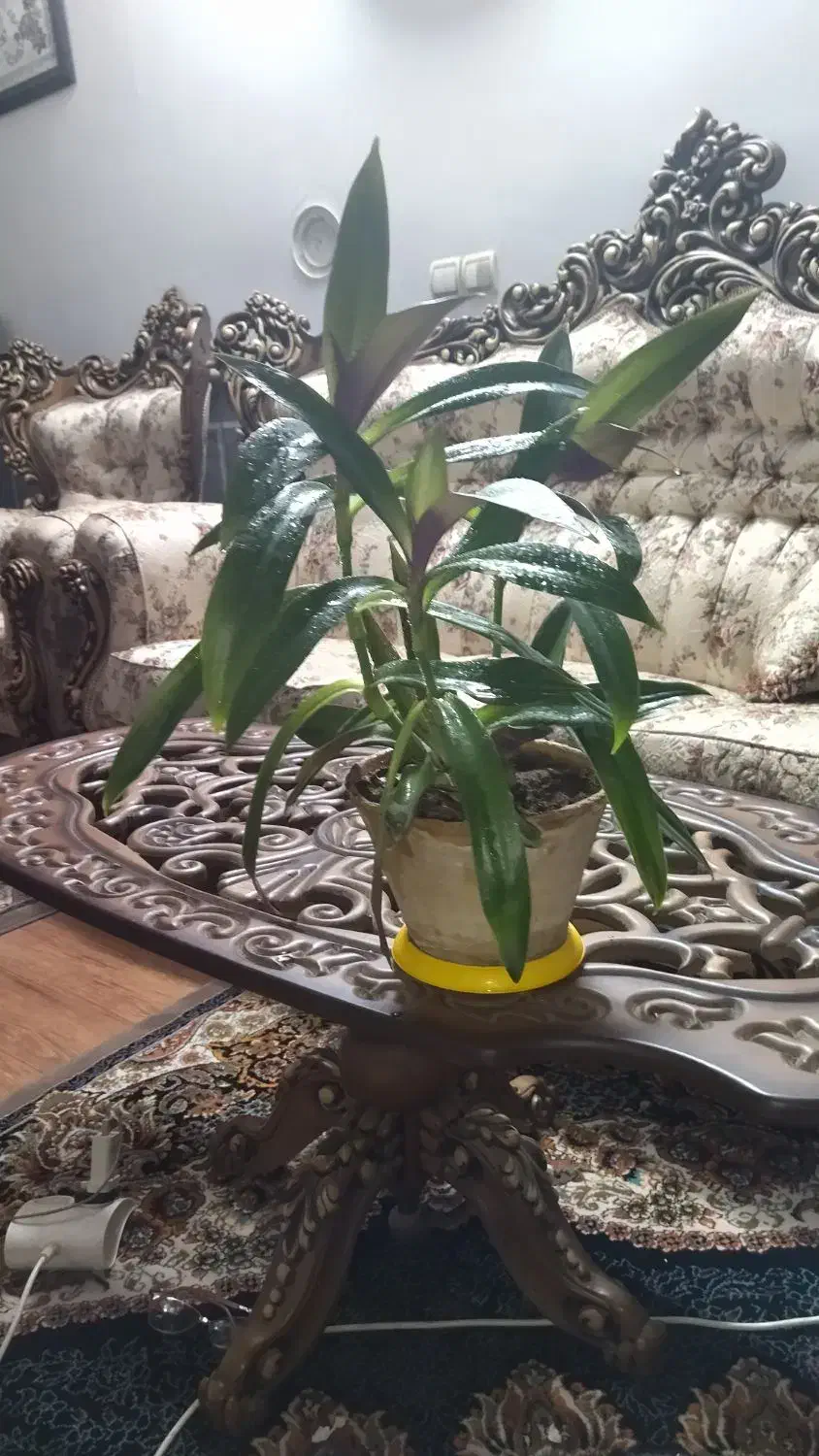 برگ انجیری و موسی درگهواره|گل و گیاه طبیعی|نیشابور, کوی فرهنگیان|دیوار