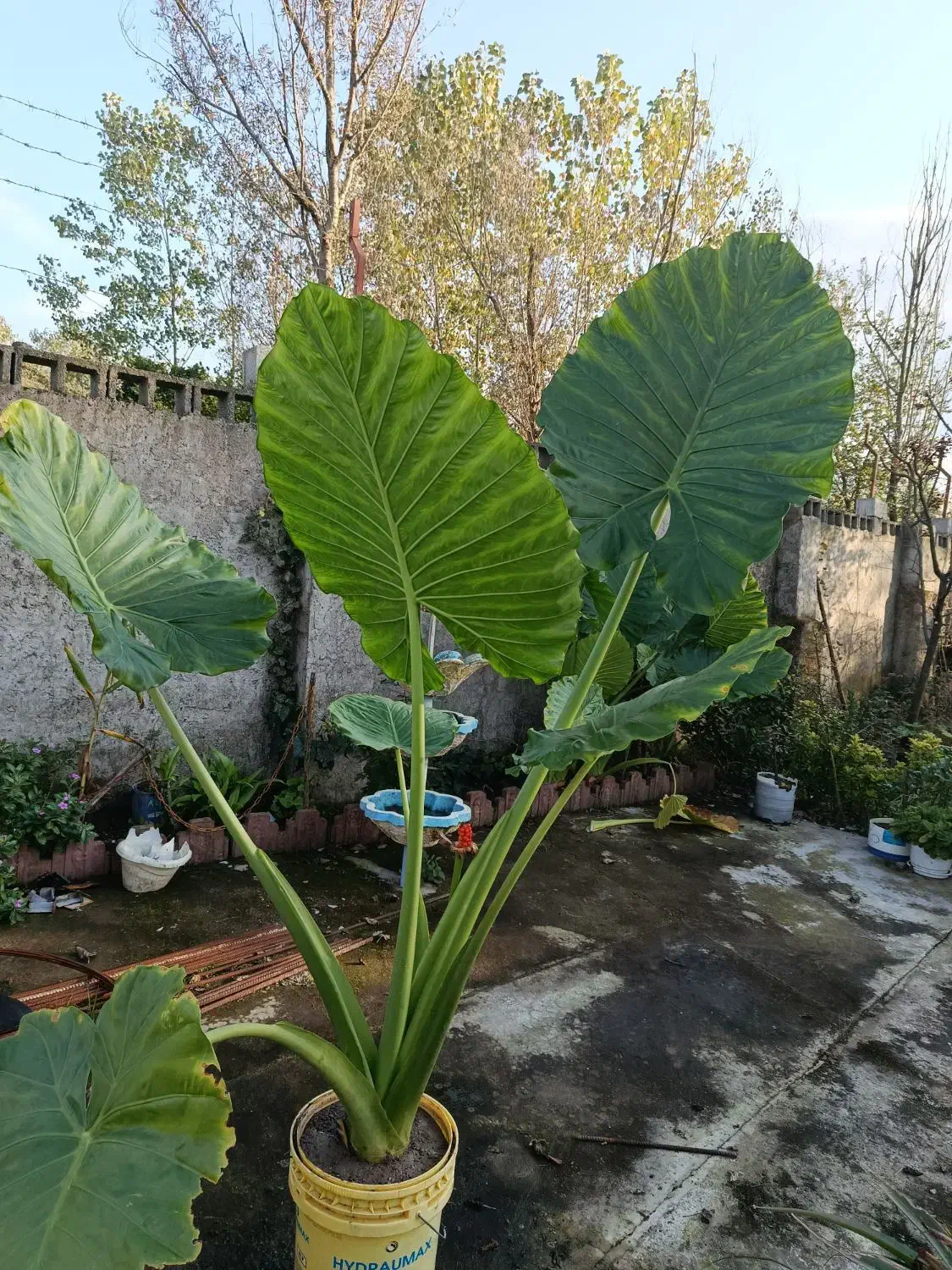 سیکاس . بابا آدم|گل و گیاه طبیعی|خمام, |دیوار