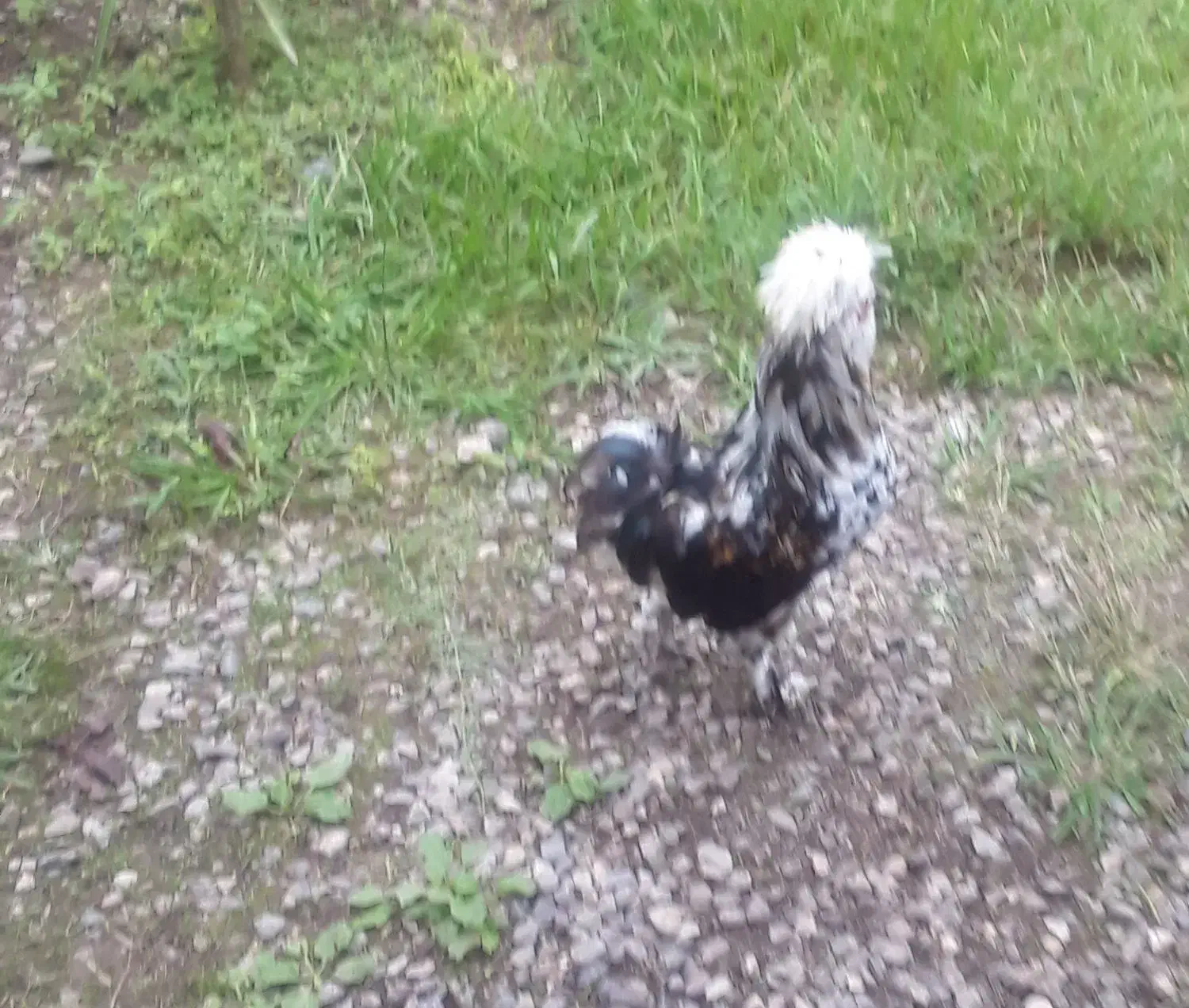 تخم نطف دار|حیوانات مزرعه|رودبنه, |دیوار