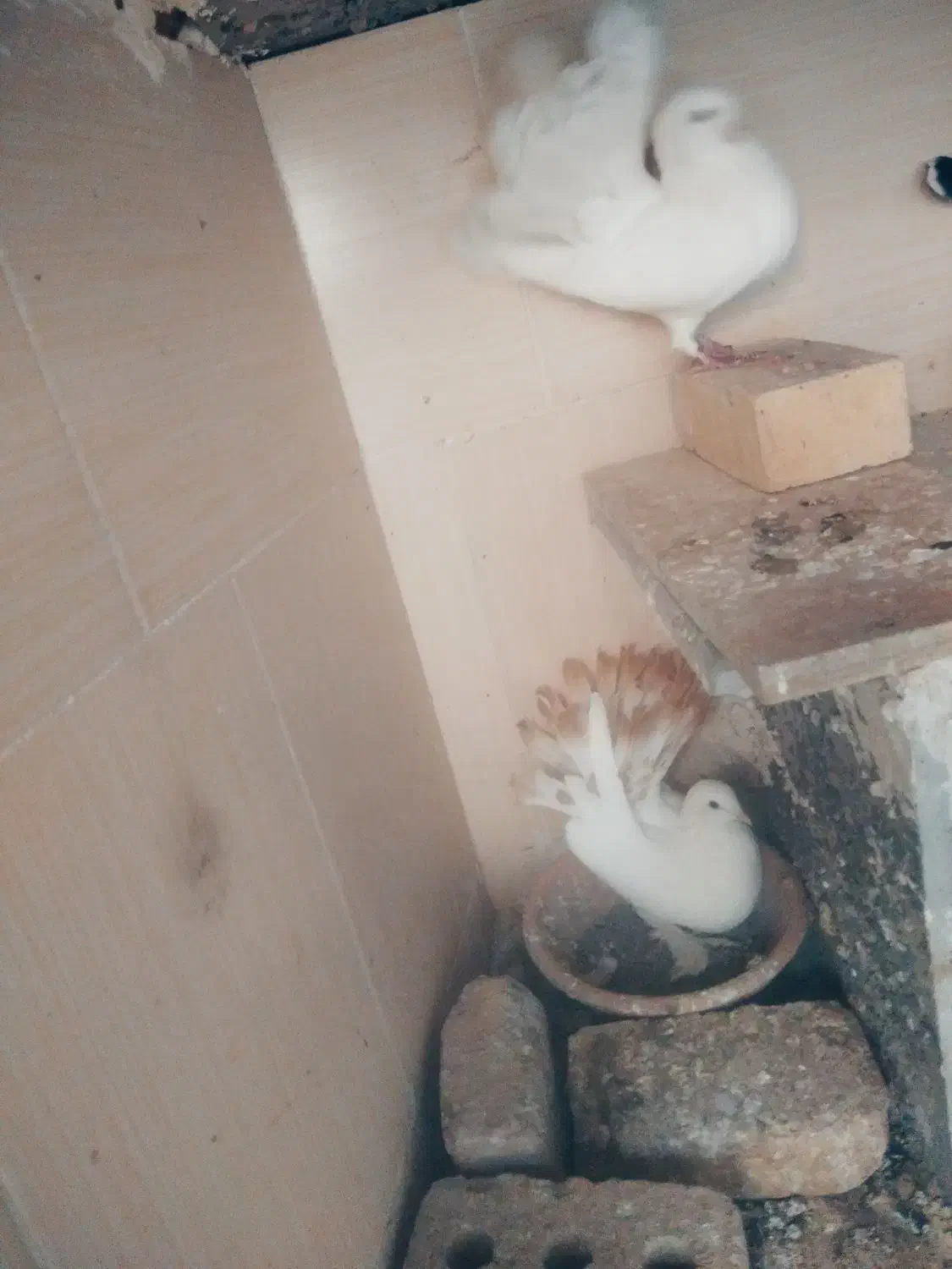 کبوتر دم چتری|پرنده|تربت‌حیدریه, آغوی|دیوار