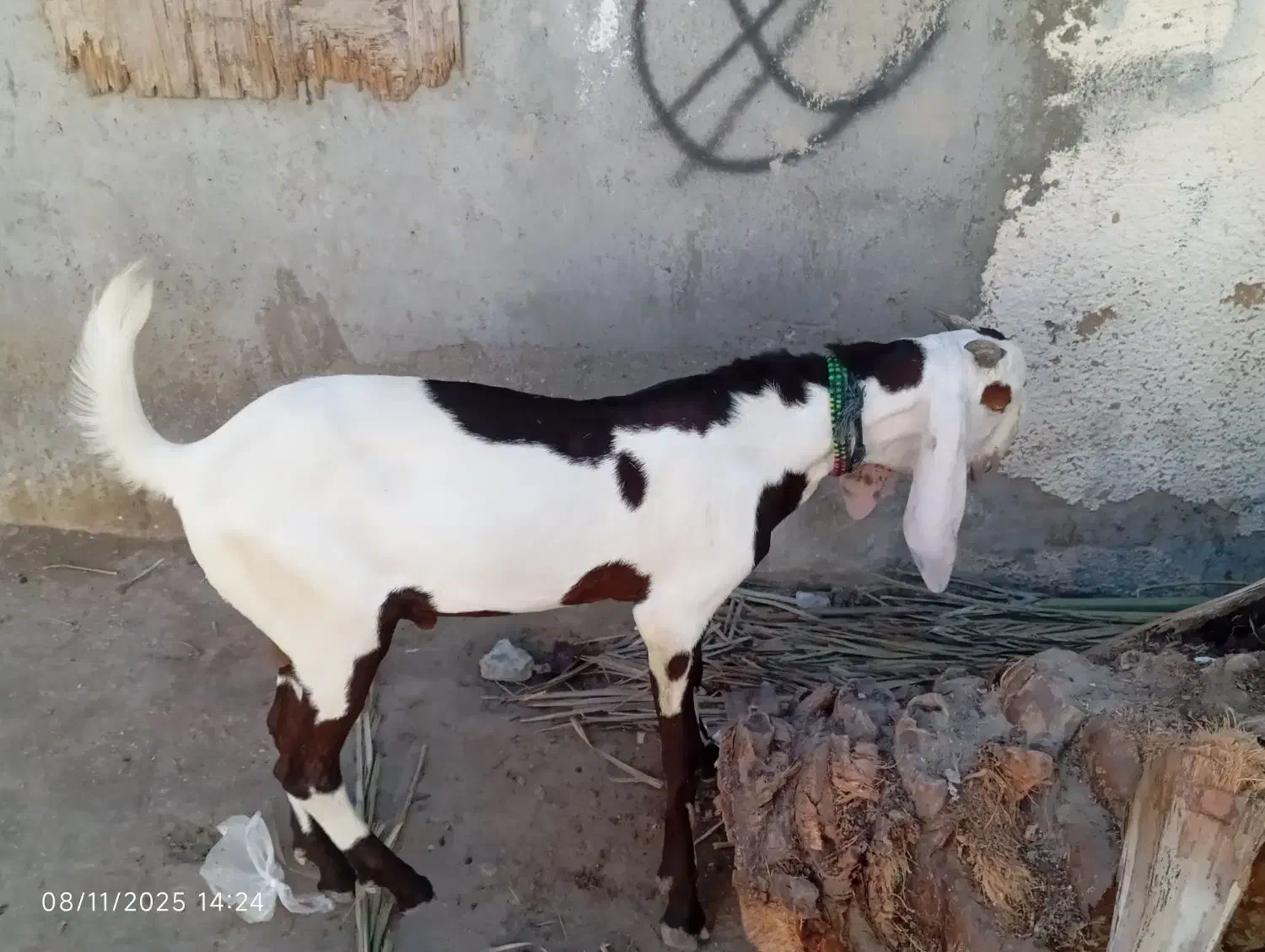 فروشی نر بز|حیوانات مزرعه|کنارک, |دیوار