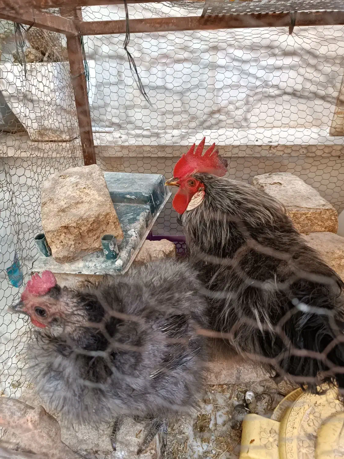 تخم مرغ نطفه دارابریشمی ومرغ وخروس تخم گذاروجوجه|حیوانات مزرعه|قم, حاج خلیل|دیوار