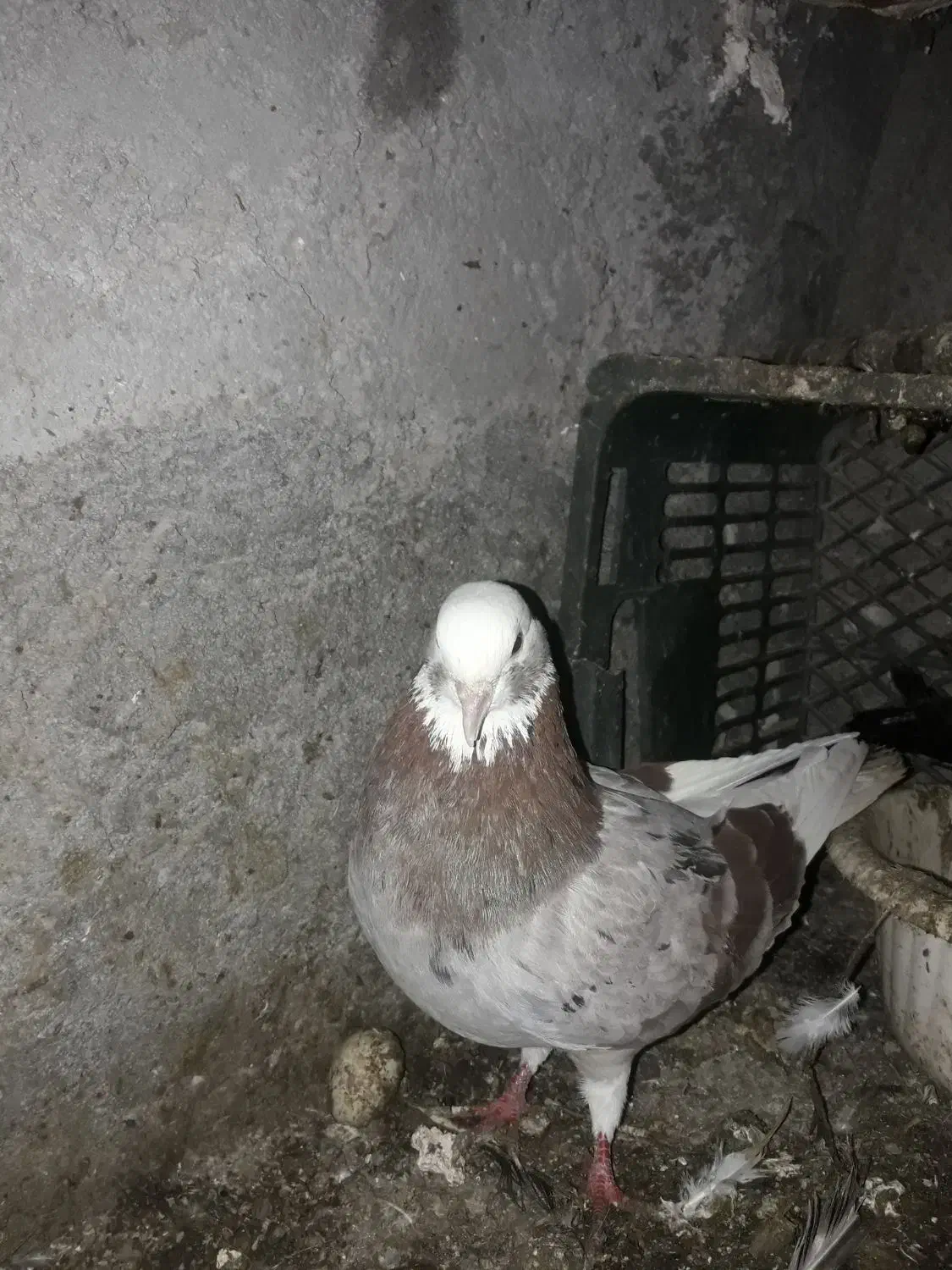 کبوتر‌|پرنده|مشگین شهر, |دیوار