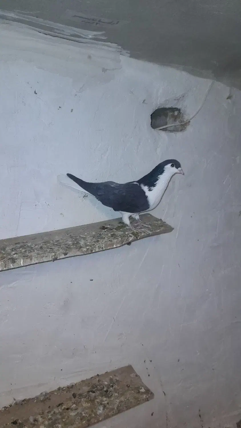 کبوتر رنگی|پرنده|آبگرم, |دیوار