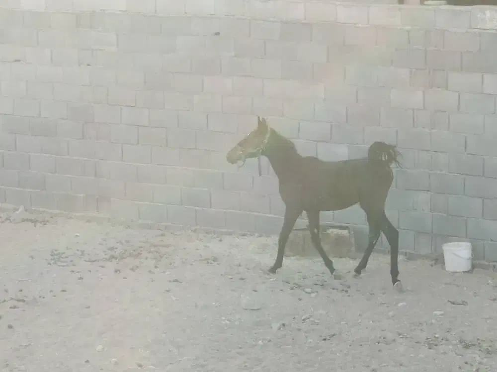 اسب دره شوری|اسب و تجهیزات اسب‌سواری|شهرضا, |دیوار