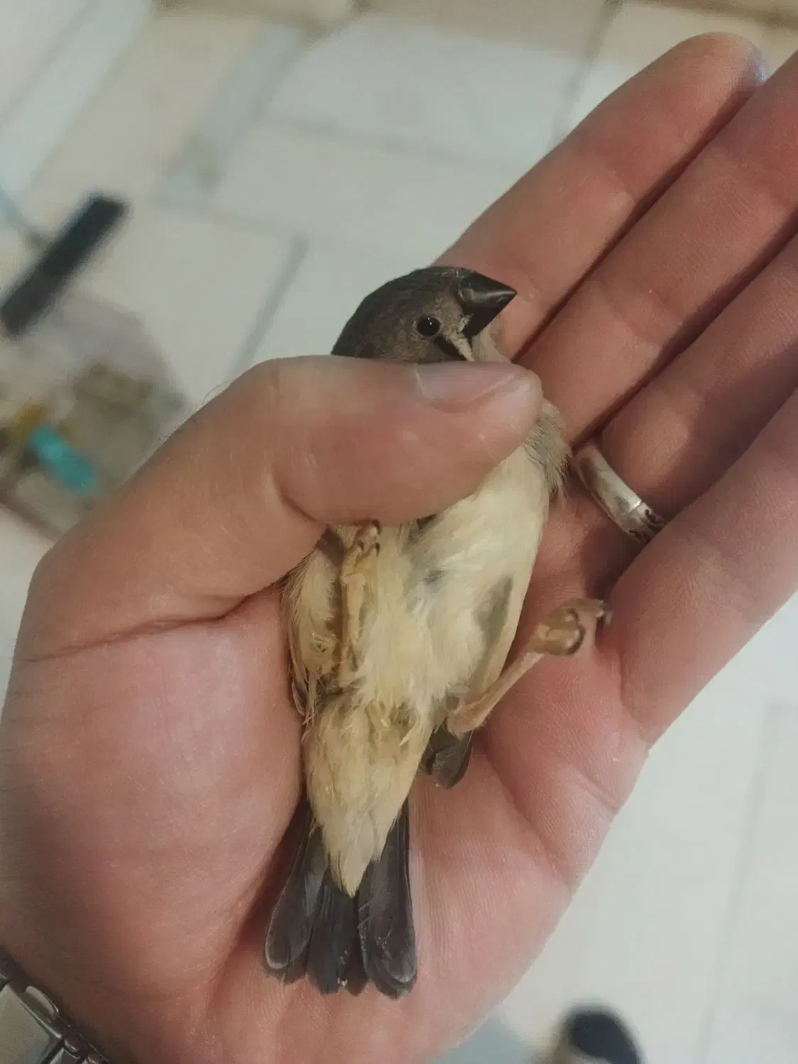 فنچ مولد با جوجه بزرگ|پرنده|صفادشت, |دیوار