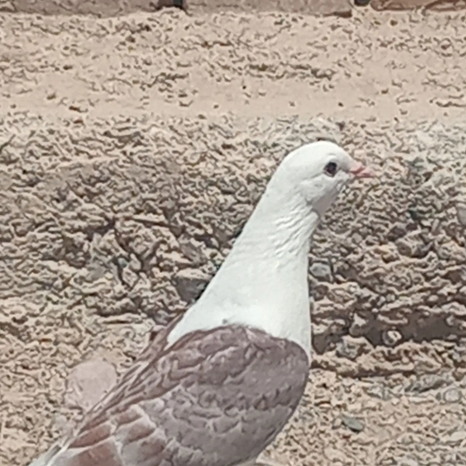 کفتر|پرنده|زابل, |دیوار