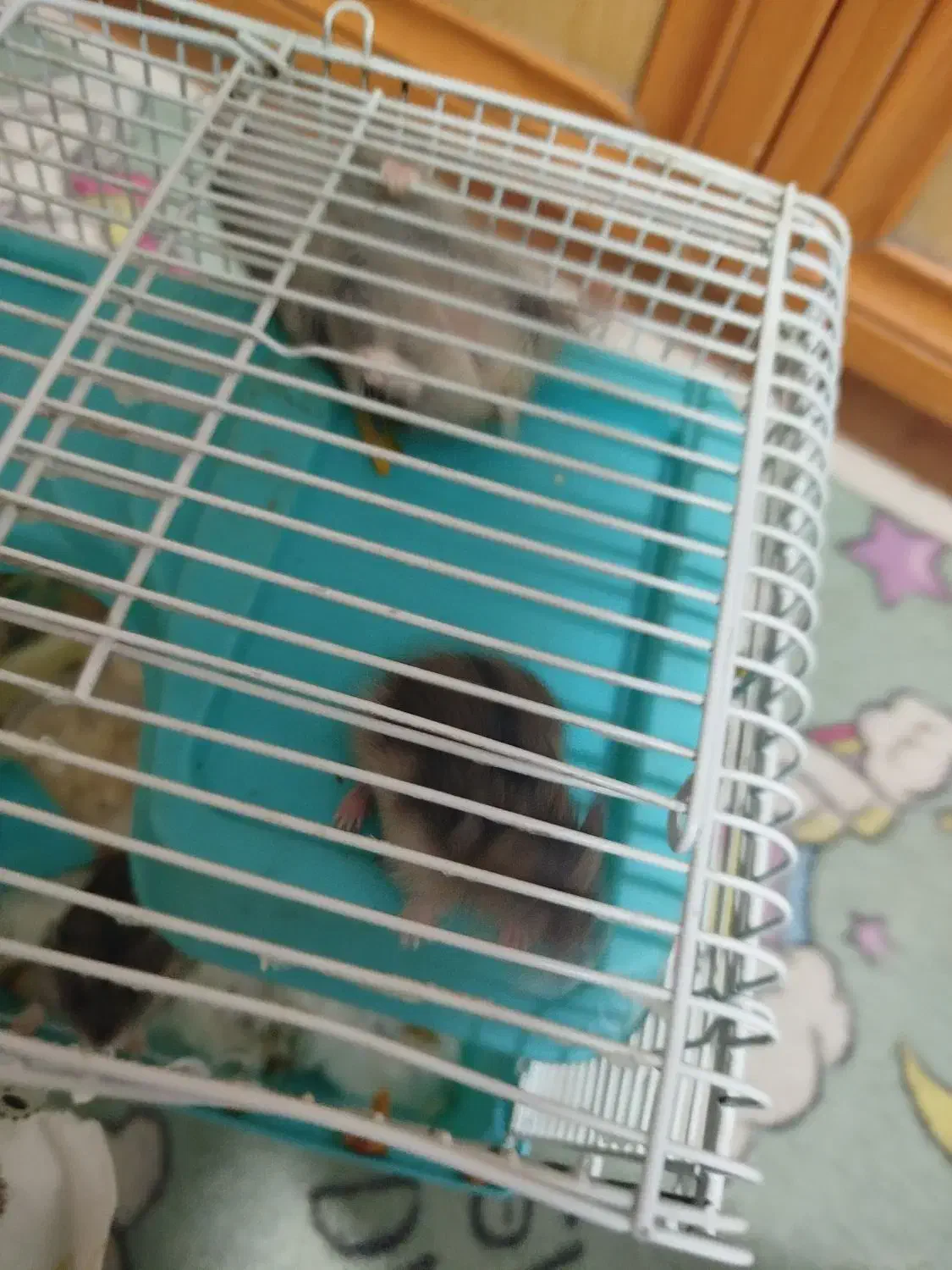 همستر|موش و خرگوش|تهران, شهرک غرب|دیوار