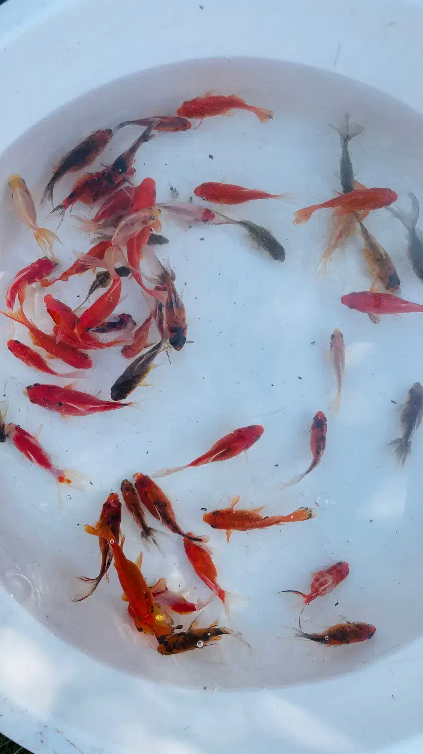 فروش ماهی قرمز،بچه ماهی و ...|ماهی|رشت, گیل|دیوار