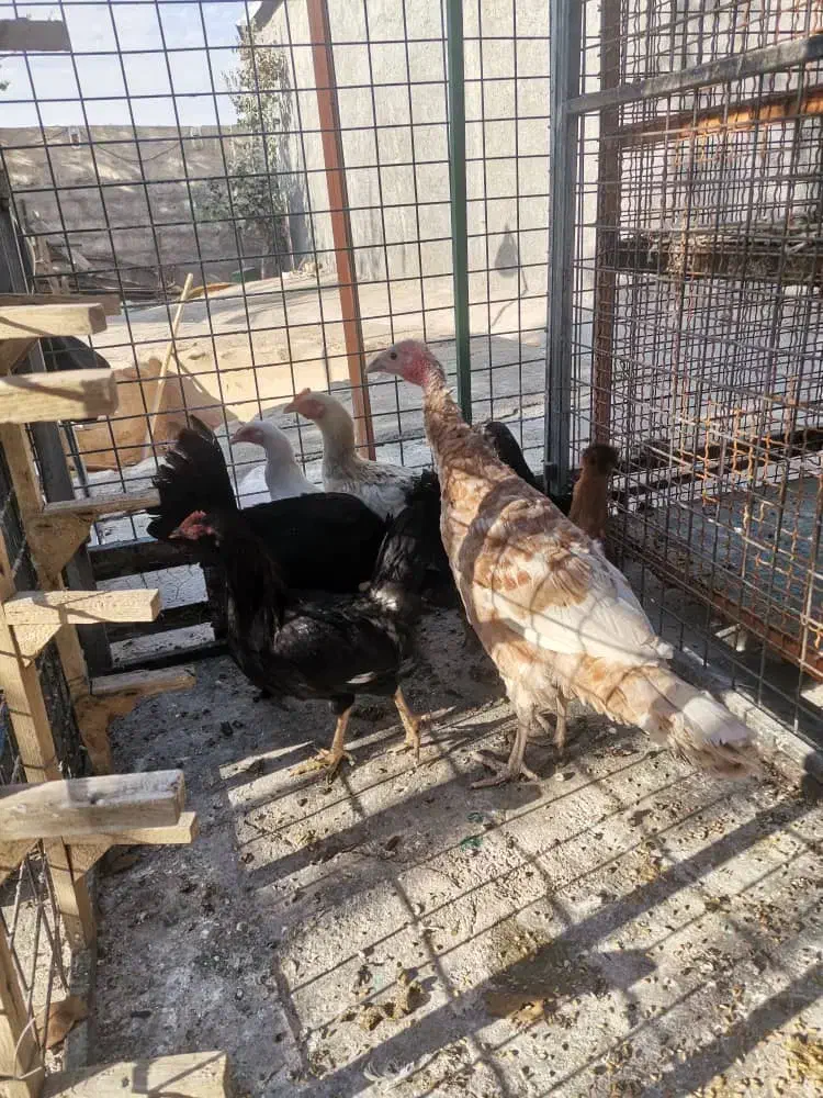 تعدادی مرغ و یک بقلمون|حیوانات مزرعه|شیراز, شهرک گلستان شمالی|دیوار