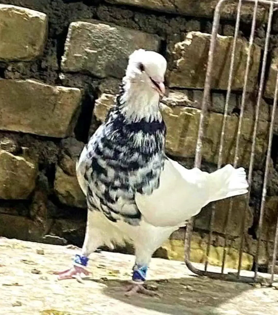 طوقی کرمانشاهی معاوضه باقهوه ساز|پرنده|زرند, |دیوار