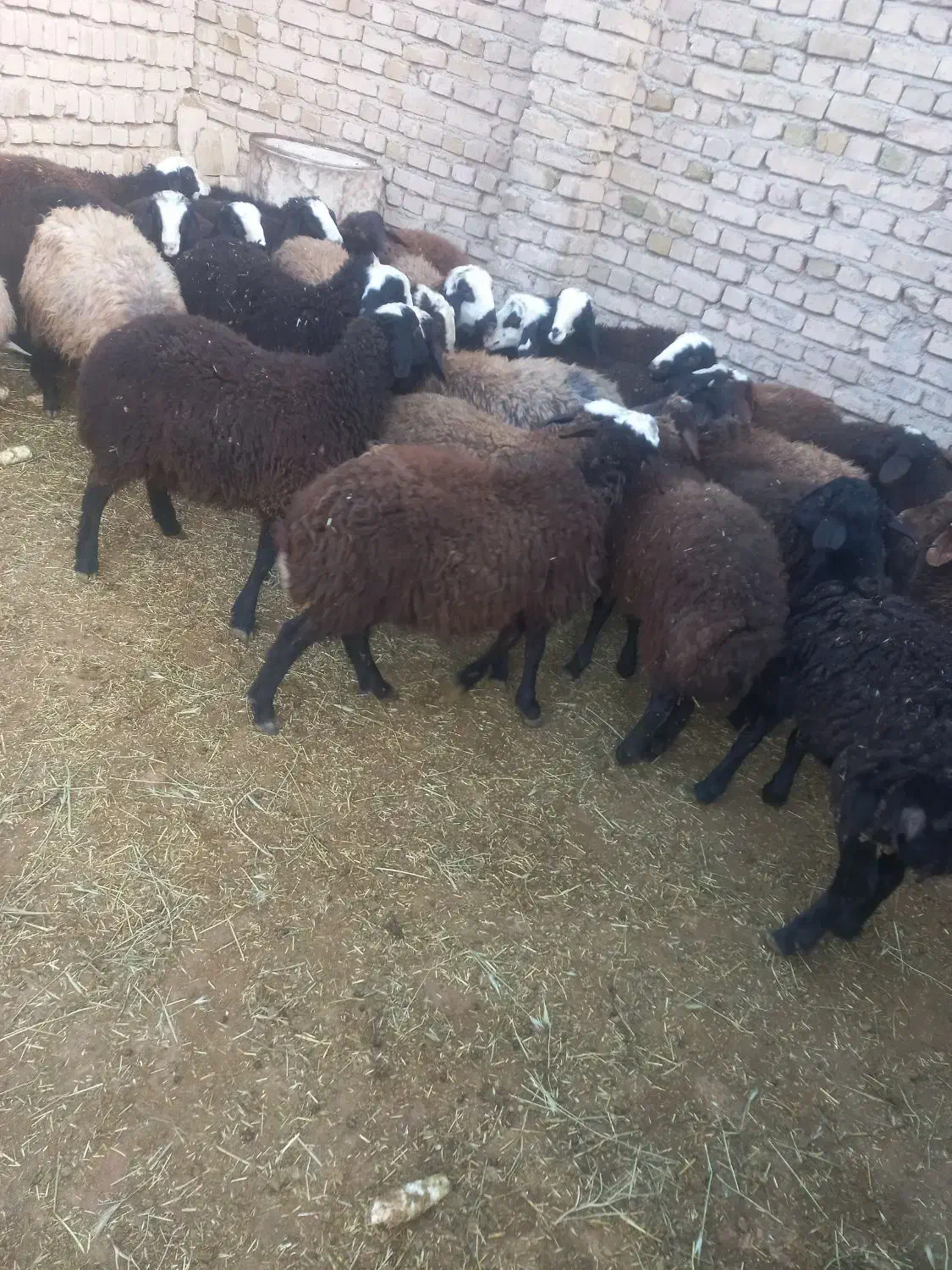 فروش ۳۰راس بره نر اصیل شال صاف و درشت|حیوانات مزرعه|دشتابی, |دیوار