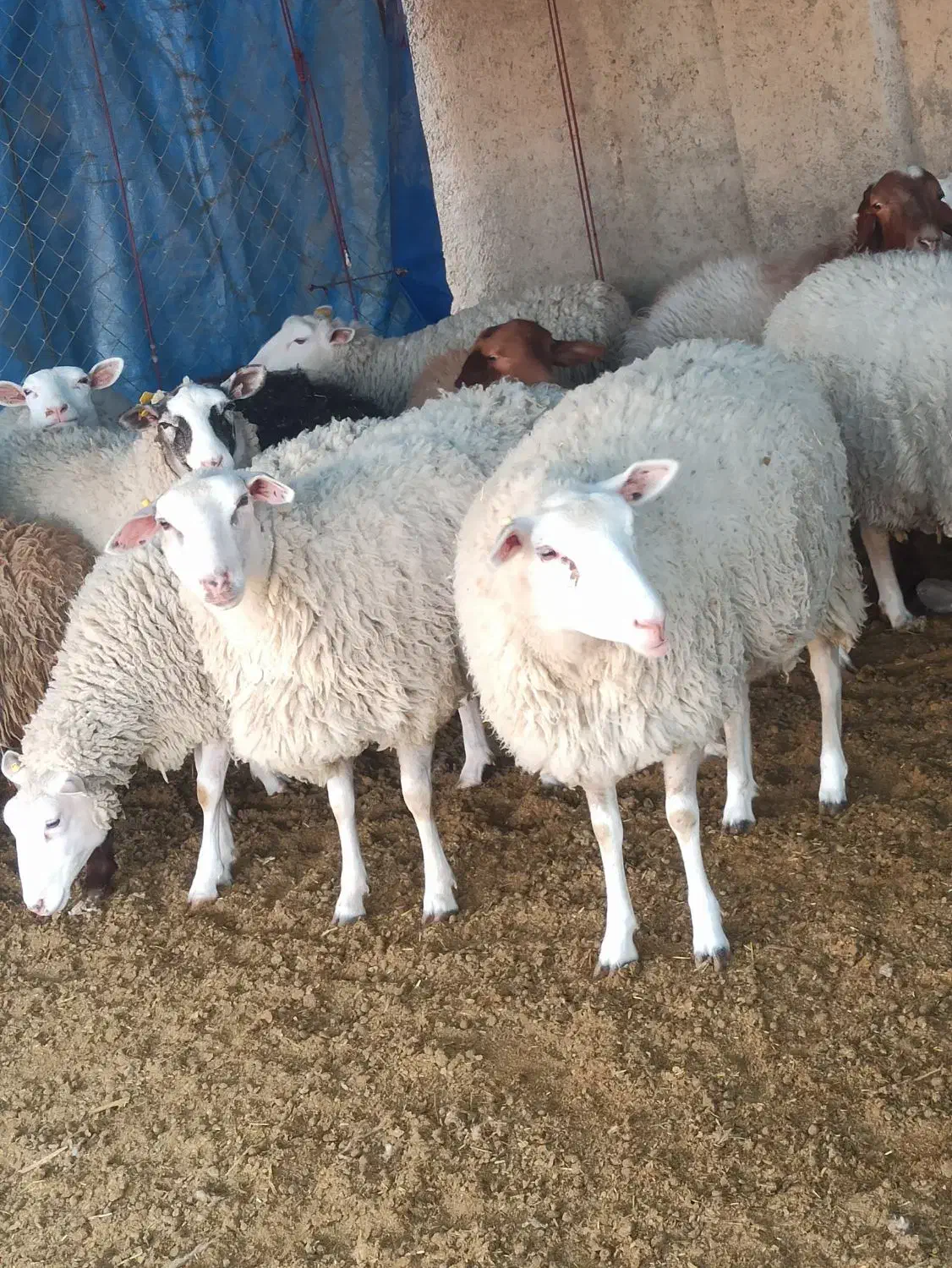 گوسفند رومن|حیوانات مزرعه|رباط‌کریم, انجم آباد|دیوار