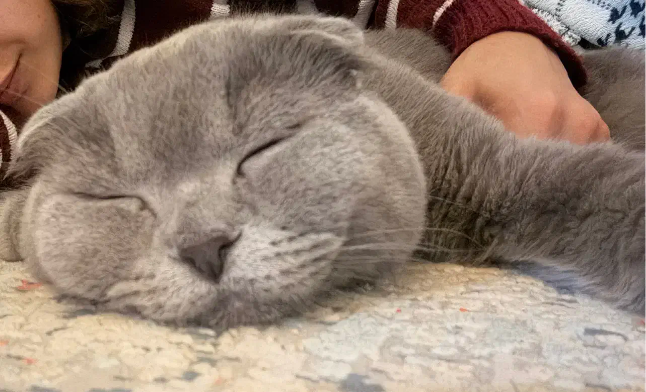 واگذاری|گربه|مشهد, عامل|دیوار