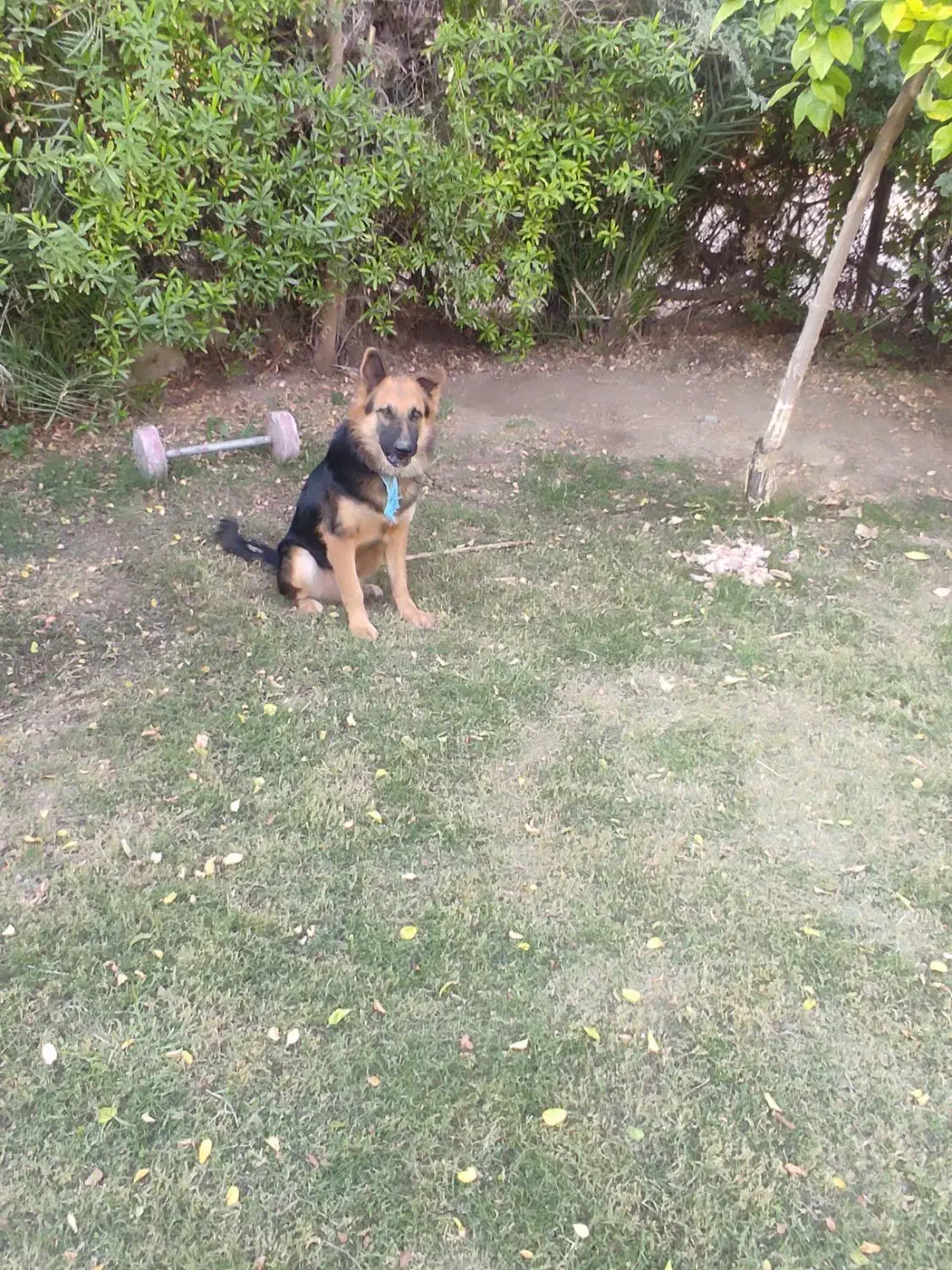 سگ ژرمن شپرد|سگ|شوش, |دیوار