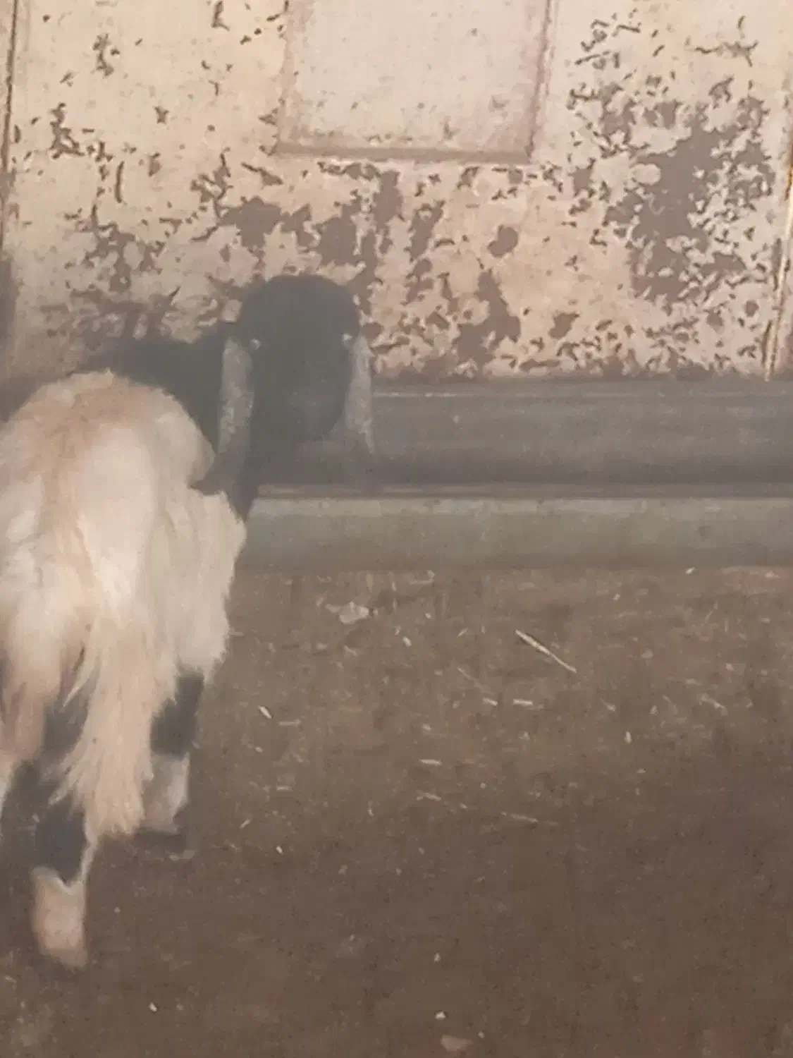 فروش و معاوضه یک راس بیگ و تیر بز|حیوانات مزرعه|اردل, |دیوار