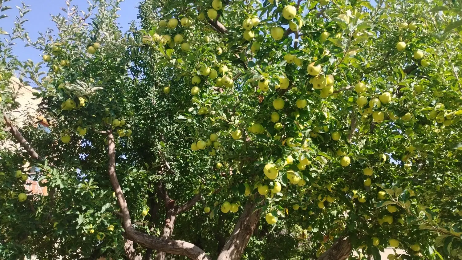 سیب|خوردنی و آشامیدنی|باسمنج, |دیوار