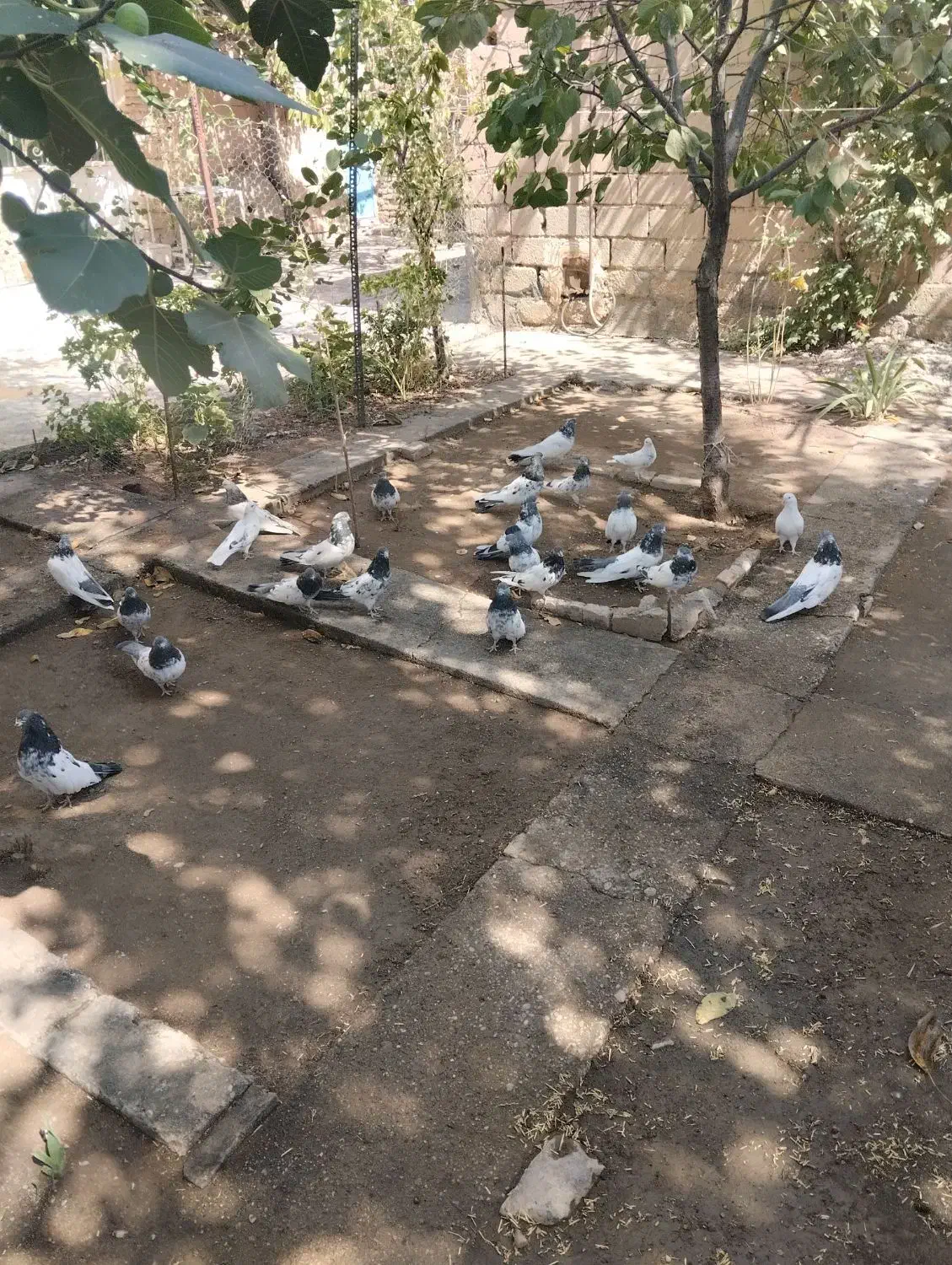 کبوتر قطع|پرنده|شاهین دژ, |دیوار
