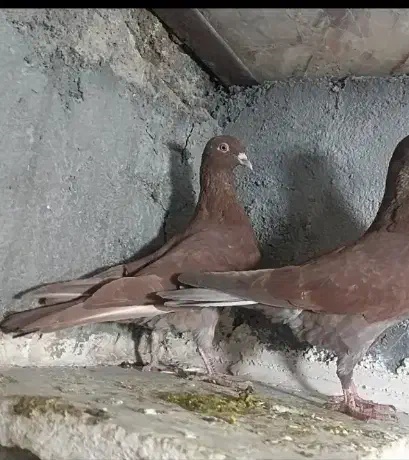 پرنده|پرنده|خرمآباد, |دیوار