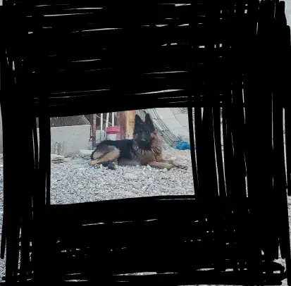 ژرمن شپرد نر|سگ|شراء, |دیوار