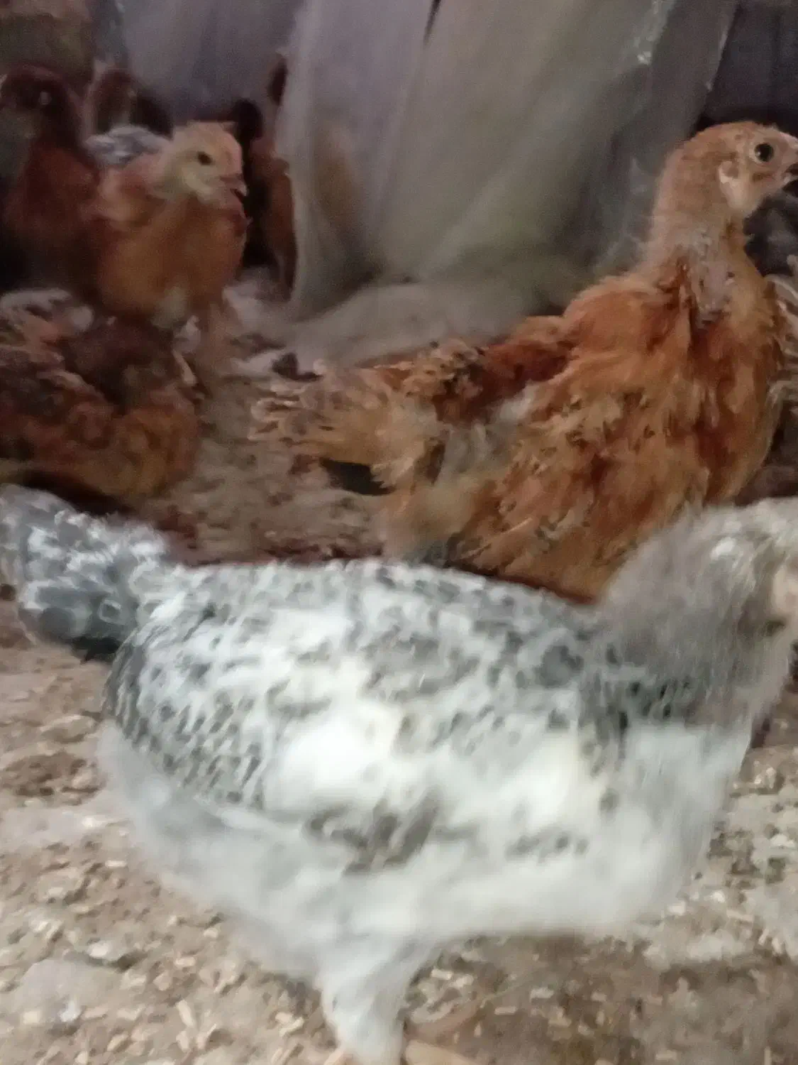 جوجه مرغ|حیوانات مزرعه|کاکی, |دیوار