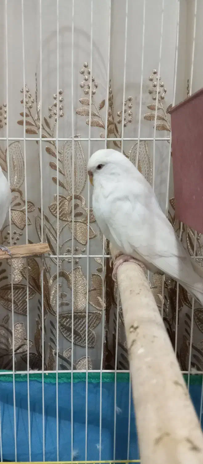 یک جفت مرغ آس برای جوجه کشی|پرنده|نقده, |دیوار