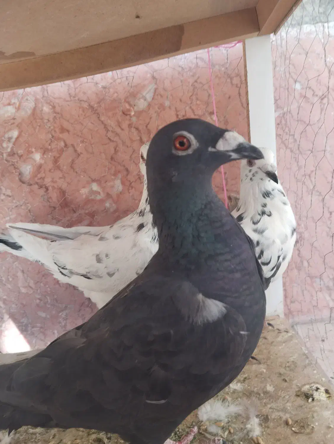سه تا جوجی نر|پرنده|شیراز, محراب|دیوار