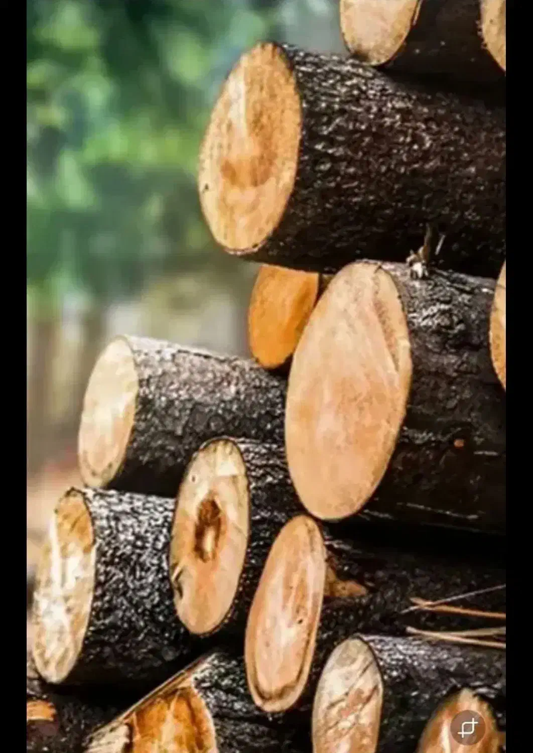 خرید انواع چوب جنگلی و صنوبر|خدمات باغبانی و درختکاری|لاهیجان, جمهوری|دیوار