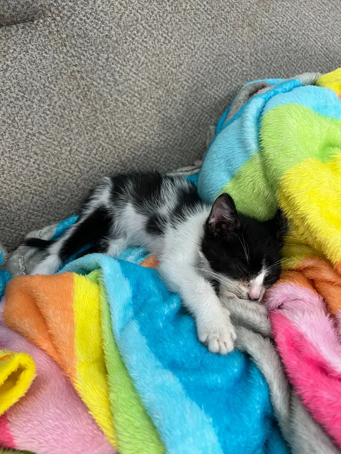 واگذاری پیشی نر|گربه|رشت, دباغیان|دیوار