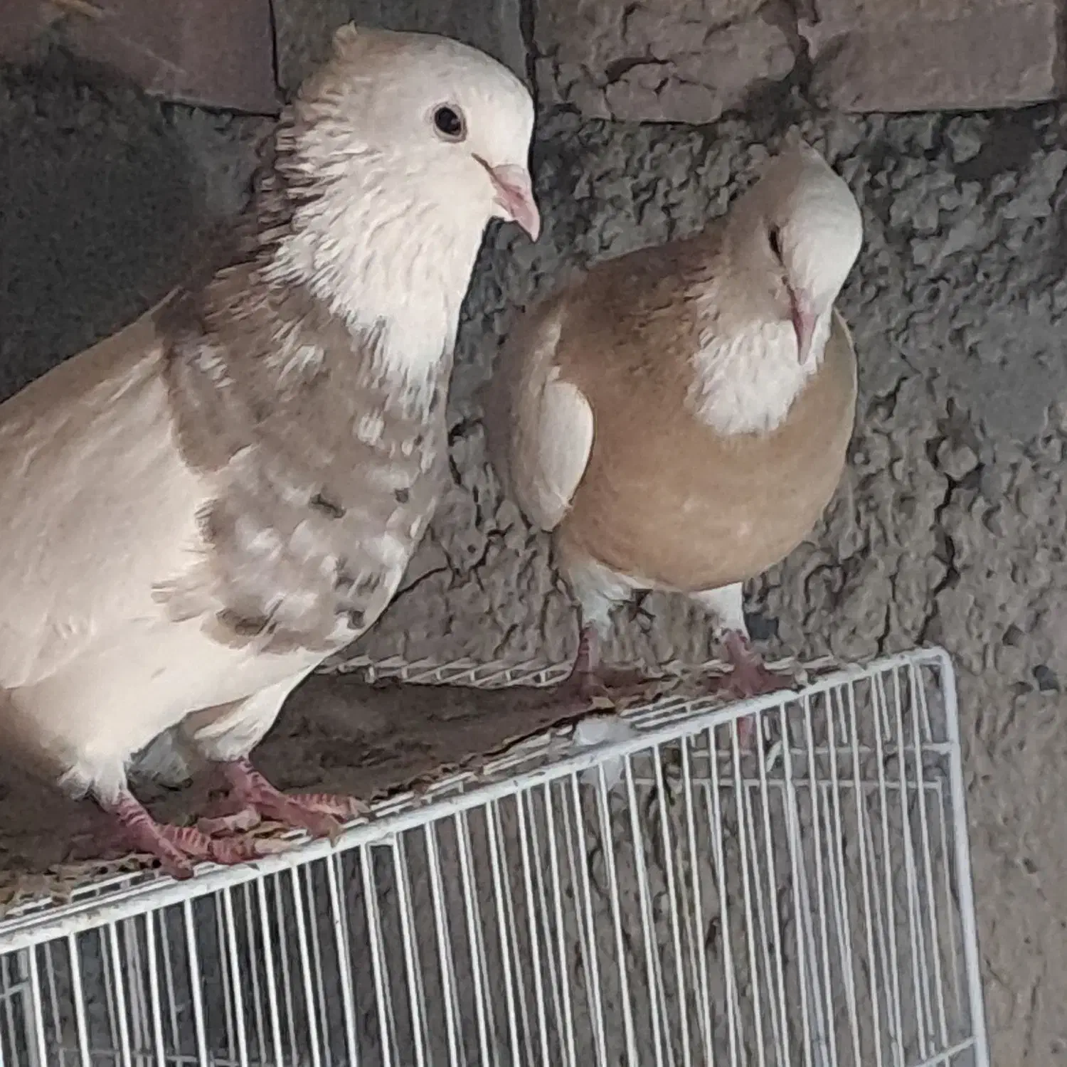 کبوتر طوقی کرمانشاهی|پرنده|هامون, |دیوار