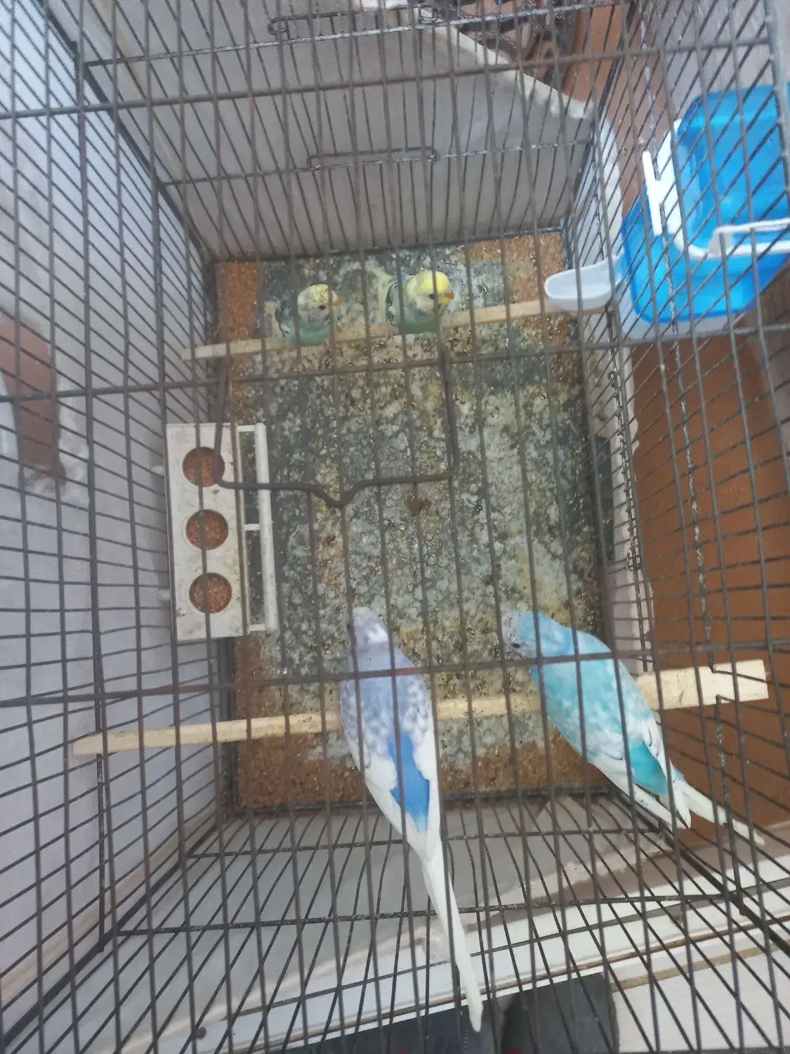 مرغ عشق|پرنده|ملارد, |دیوار