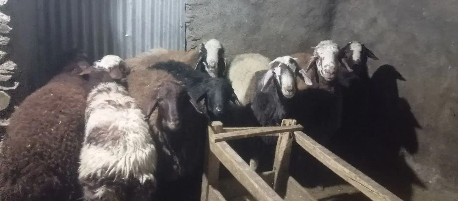 بره نر|حیوانات مزرعه|طرقبه, |دیوار