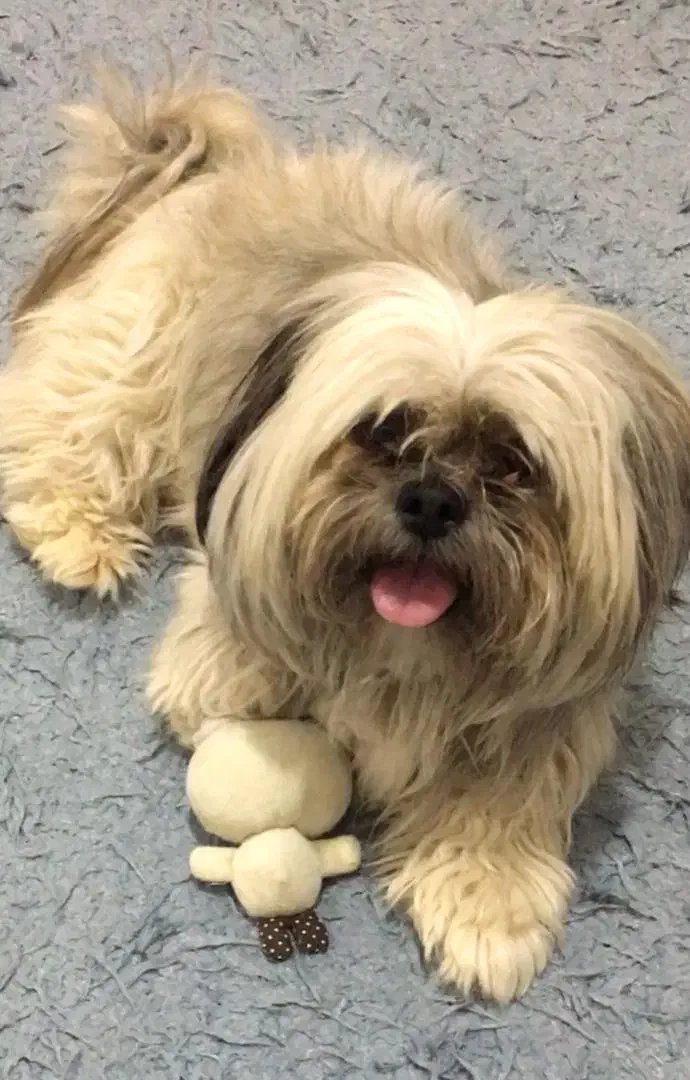 سگ شینتزو بسیار اروم|سگ|خلخال, |دیوار