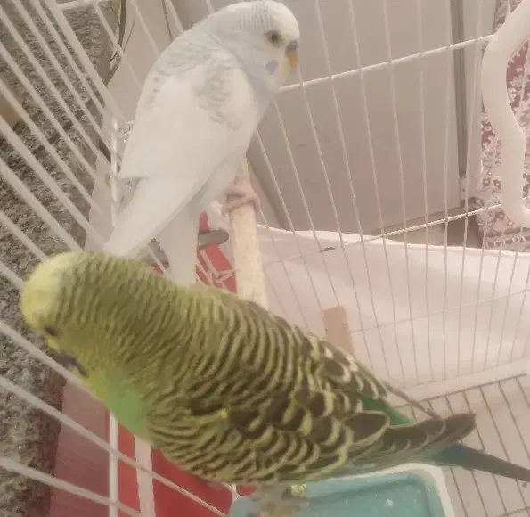 مرغ عشق نر|پرنده|شیروان (خراسان), |دیوار