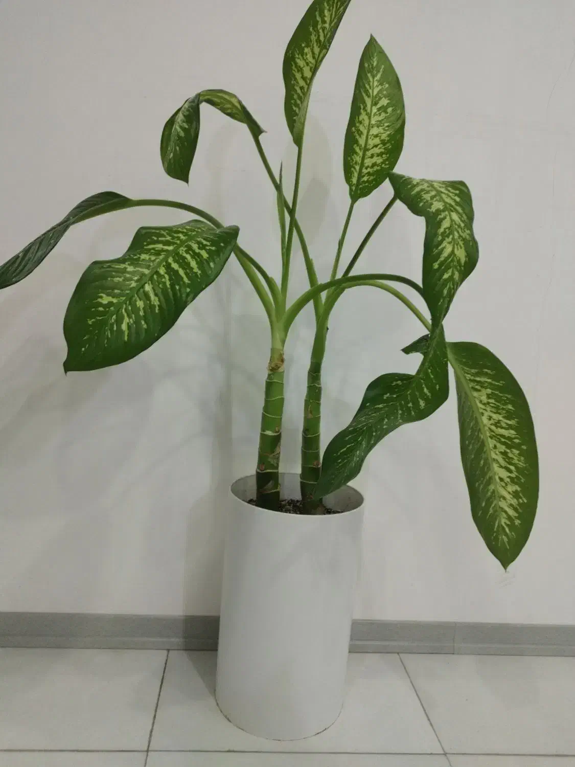 گل و گلدان دیفن باخیا|گل و گیاه طبیعی|تهران, شهرک رضویه|دیوار