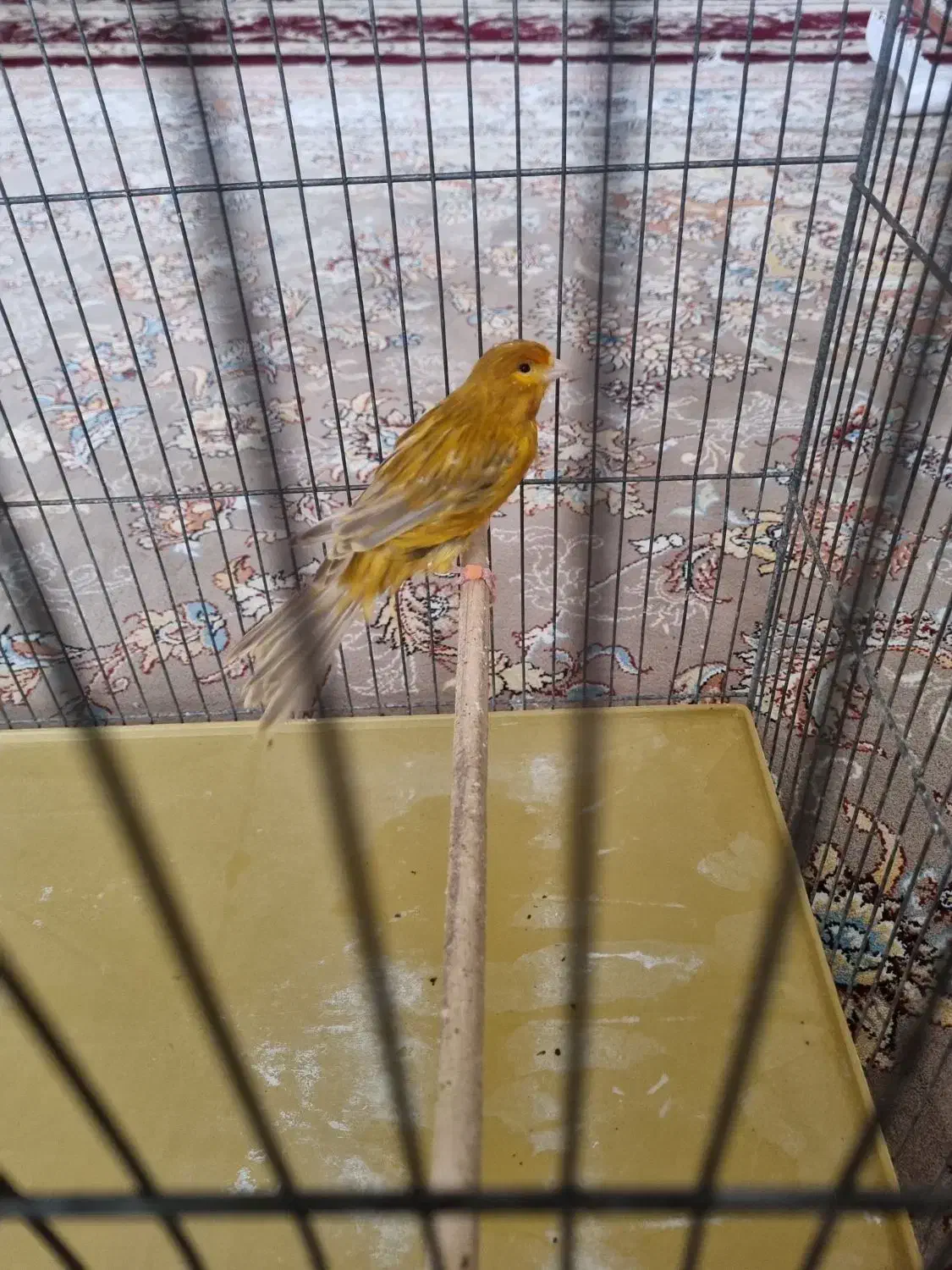 قناری|پرنده|شاهینشهر, خانه کارگر|دیوار