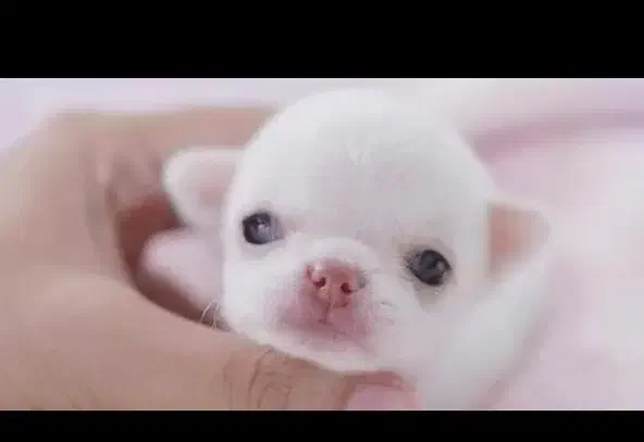 شیواوا جیبی|سگ|شیراز, تاچارا|دیوار