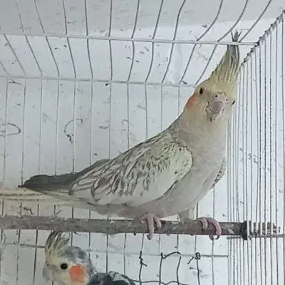 عروس هلندی نر یک ساله|پرنده|چناران, |دیوار