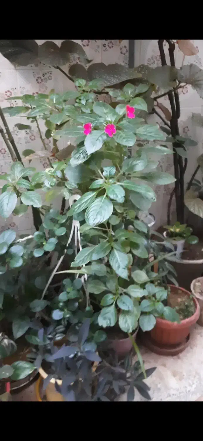 گل و گلدان|گل و گیاه طبیعی|شهرکرد, |دیوار