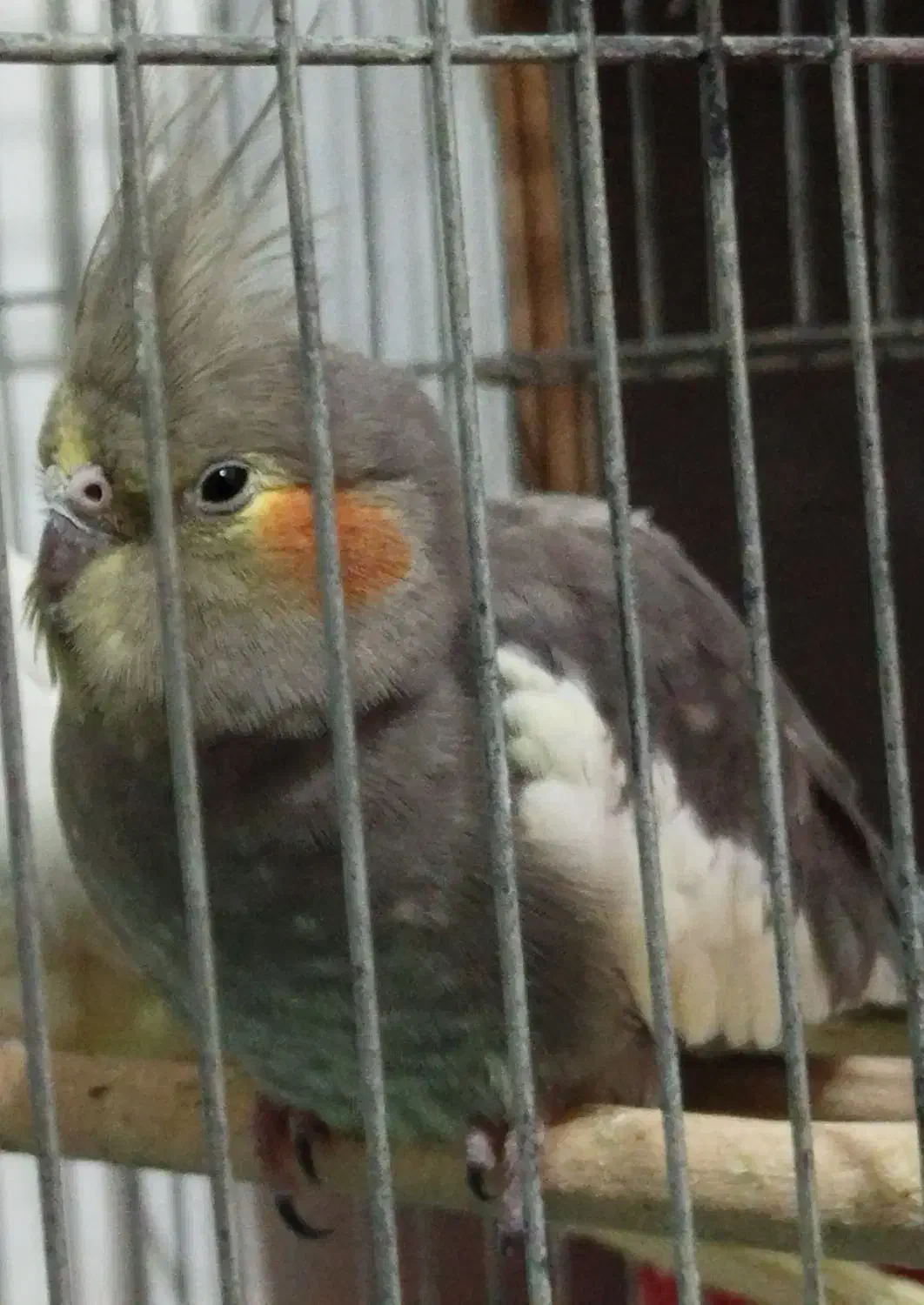 عروس هلندی گم شده|حیوانات|کرمان, |دیوار