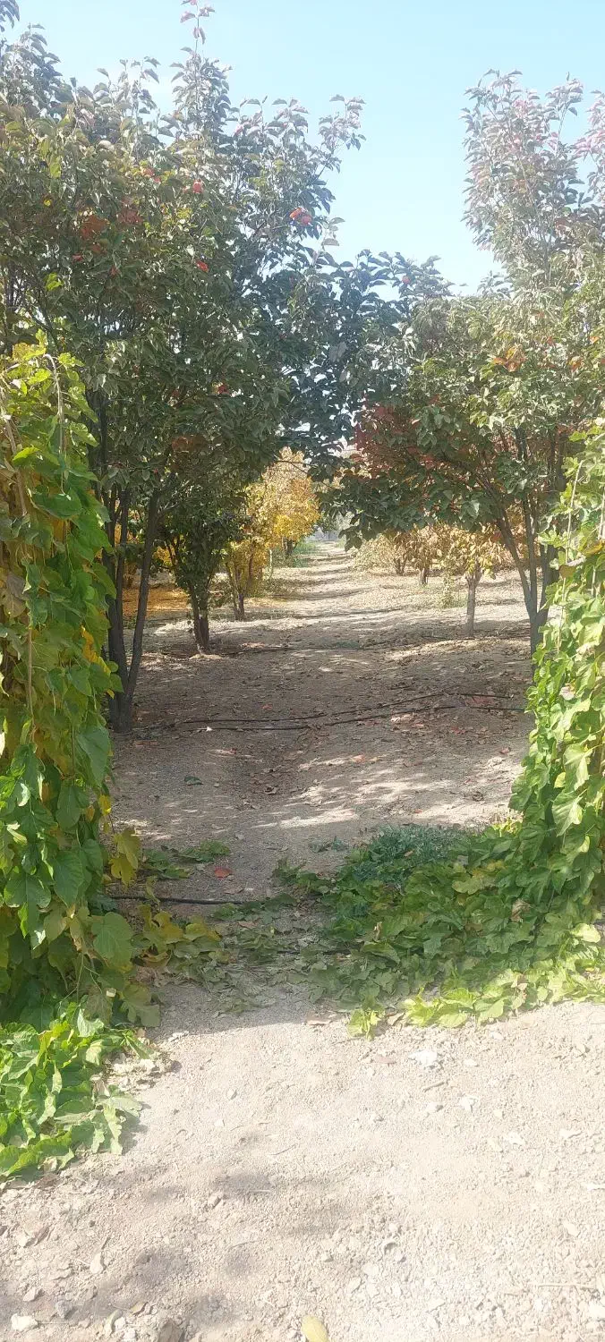 فروش باغ ثمری|فروش خانه و ویلا|بیضا, |دیوار