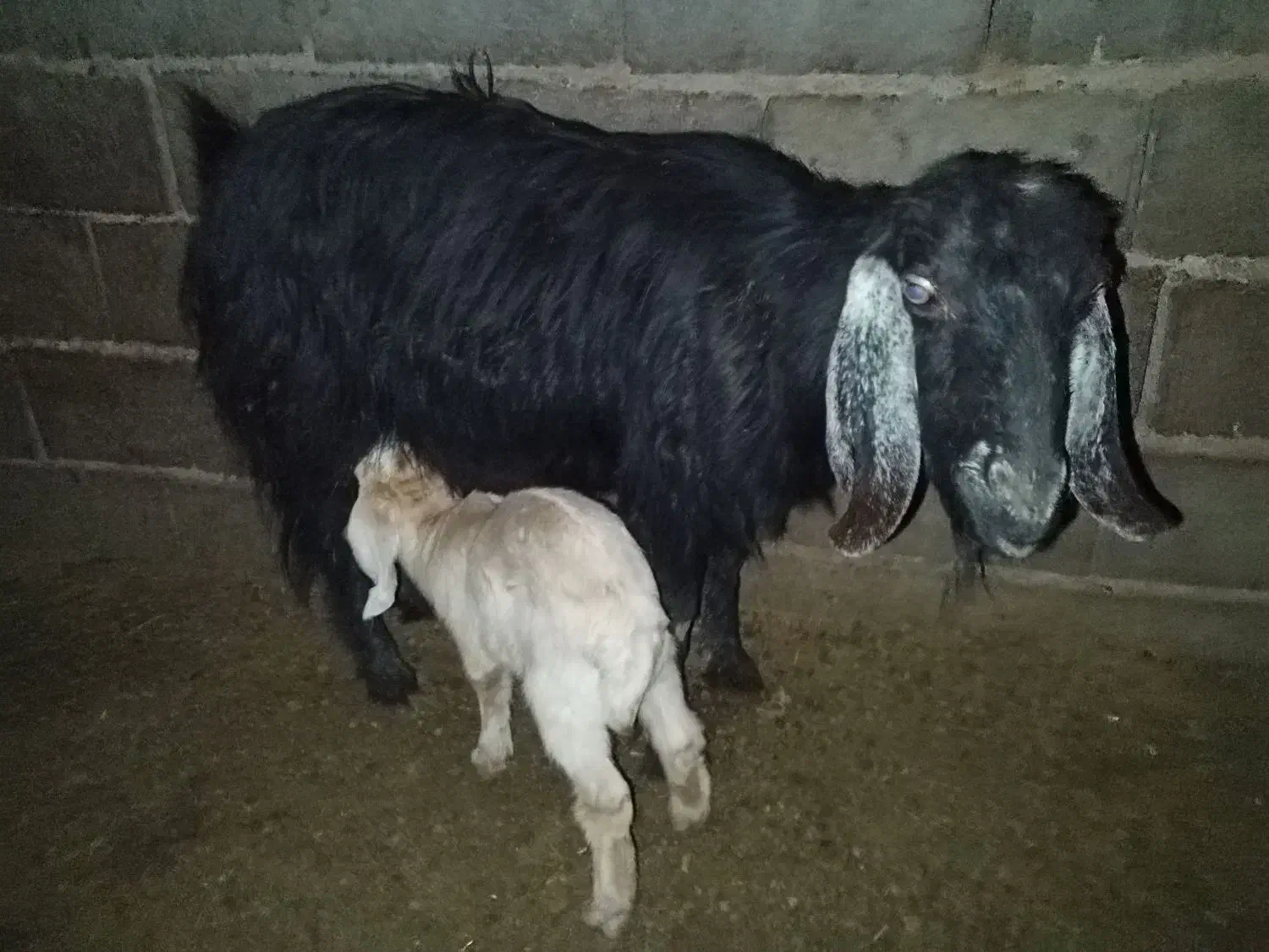 سه تا کاور فروشی|حیوانات مزرعه|گناباد, |دیوار