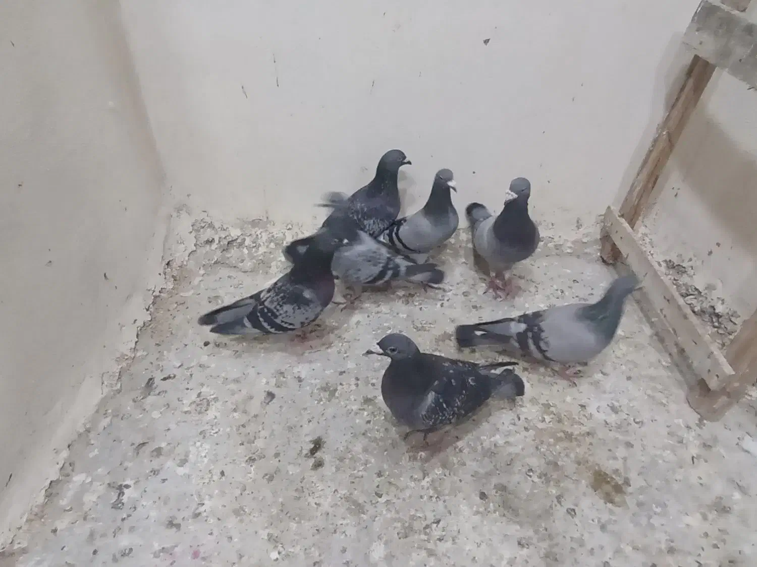 فروش چند عدد نرپر|پرنده|تلنگ, |دیوار