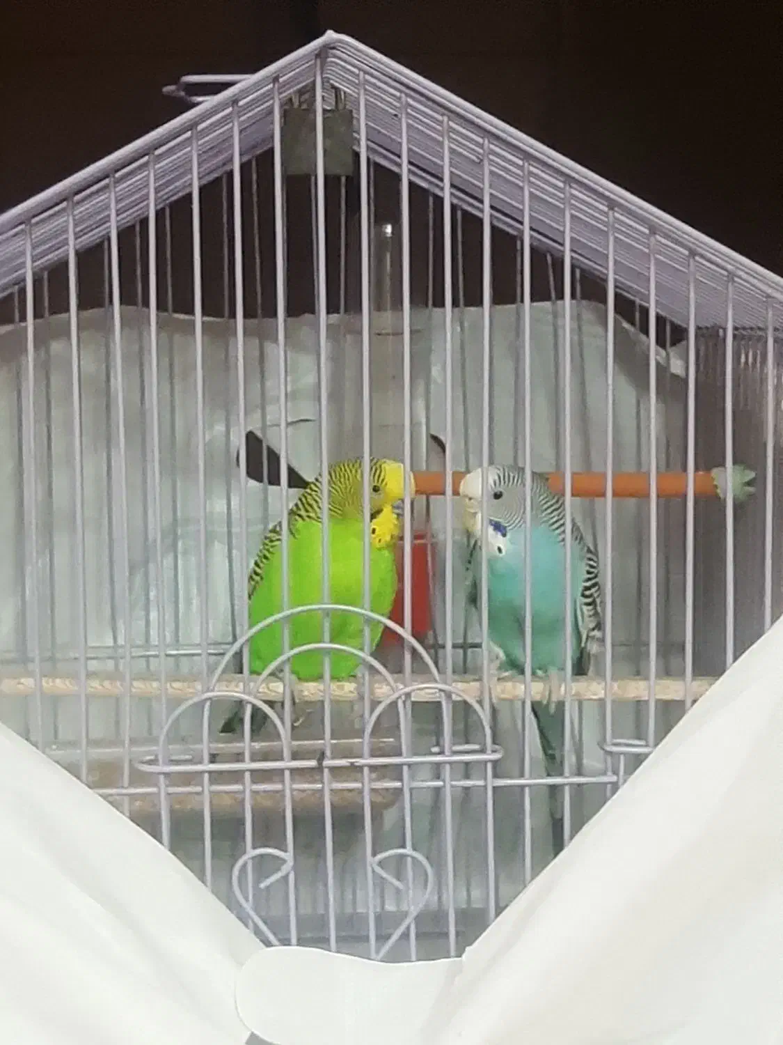 مرغ عشق|پرنده|تهران, باغ فیض|دیوار